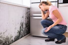 Why You Should Choose Our Mold Remediation Services in Powder Springs, GA